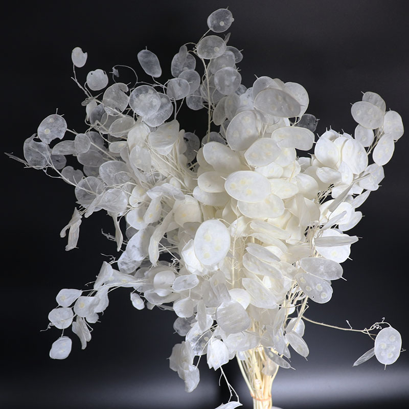 Eucalyptus Preserved - Düğün Düzenlemesi için Korunmuş Lunaria Çiçekleri,