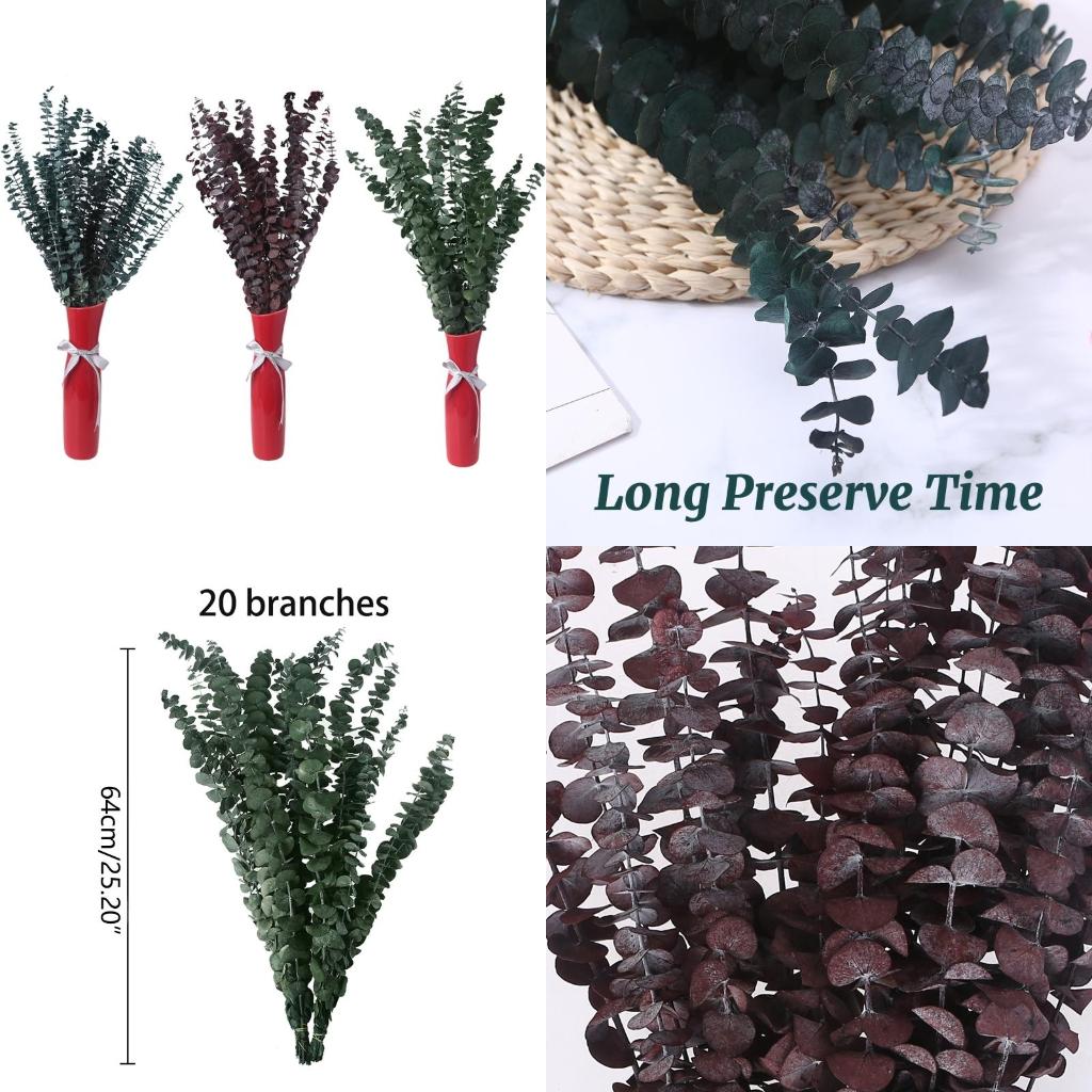 20 Adet Taze Okaliptüs Dalları - Eucalyptus Preserved incelemesi ve fiyatı